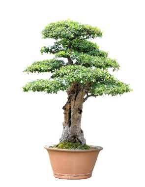 erik ağacı bonsai