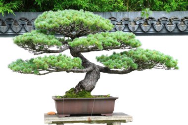 çam bonsai