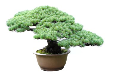 çam bonsai