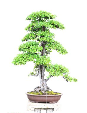 erik ağacı bonsai