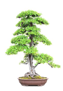 Plum tree bonsai clipart