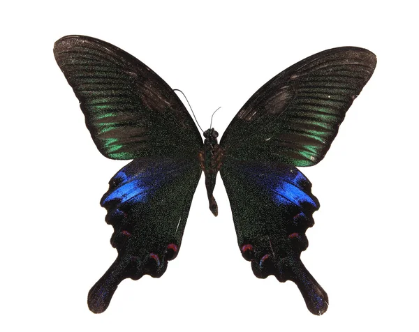 Czarny i niebieski motyl — Zdjęcie stockowe