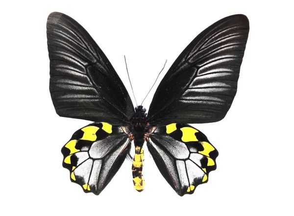 Černý a žlutý motýl — Stock fotografie