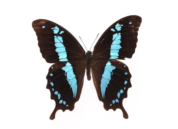 Blauwe en zwarte vlinder — Stockfoto