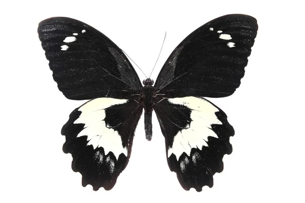 Черно-белая бабочка — стоковое фото