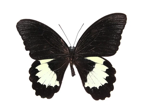 Czarny i biały motyl — Zdjęcie stockowe