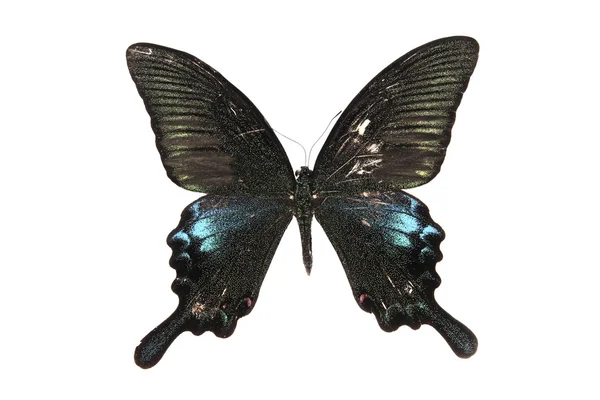 Blå och svart fjäril — Stockfoto