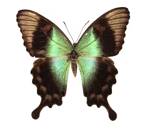 Коричневая и зеленая бабочка — стоковое фото
