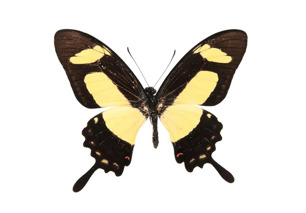 Brun och gul fjäril — Stockfoto