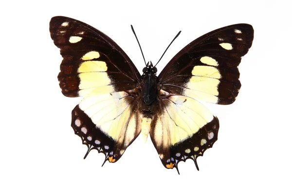 Mariposa marrón y amarilla —  Fotos de Stock