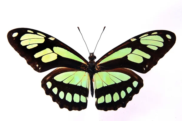 Brązowy i zielony motyl — Zdjęcie stockowe