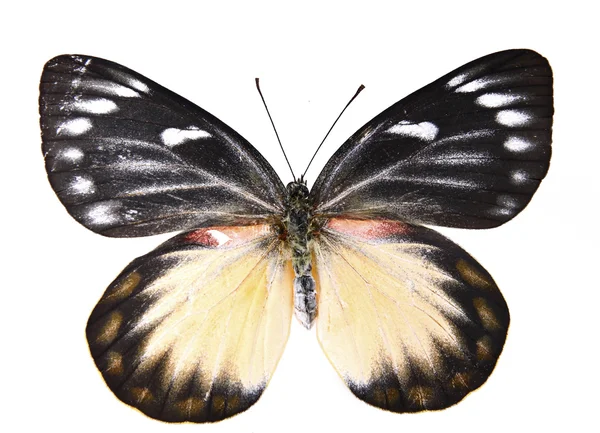 Hnědý a bílý motýl — Stock fotografie