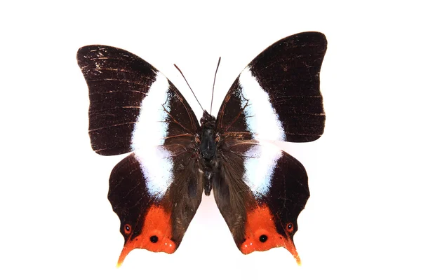 Strisce rosse marroni e bianche di farfalla — Foto Stock