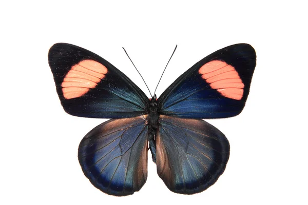 Blue and black butterfly — Stock Photo, Image