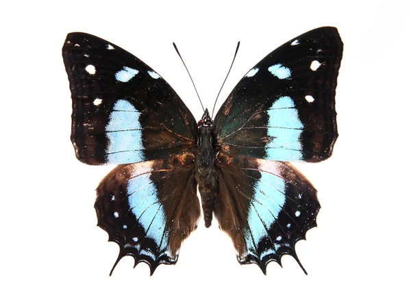 Modrý a černý motýl — Stock fotografie