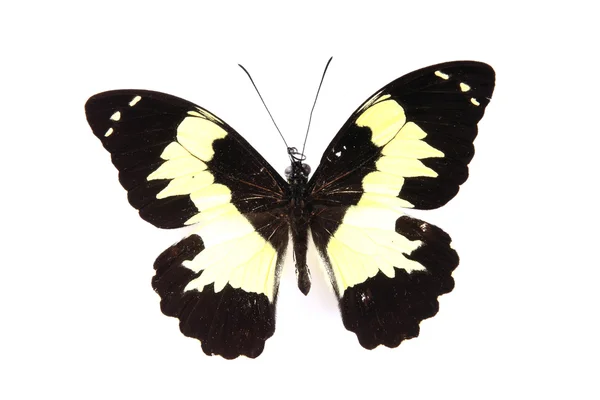 Czarny i żółty motyl — Zdjęcie stockowe