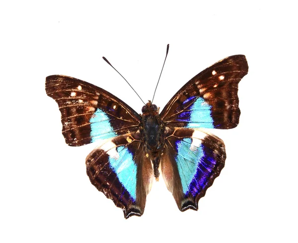 Farfalla blu e nera — Foto Stock
