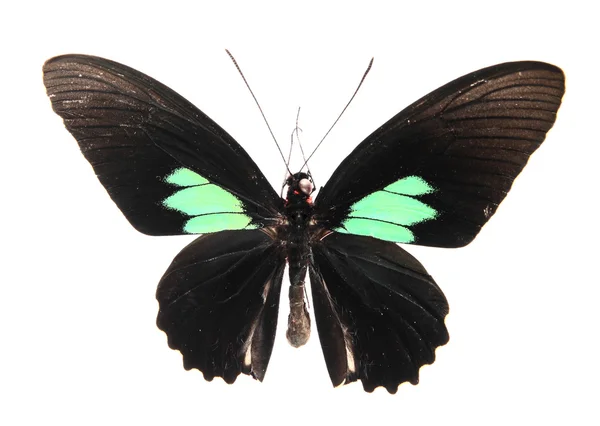 Modrý a černý motýl — Stock fotografie