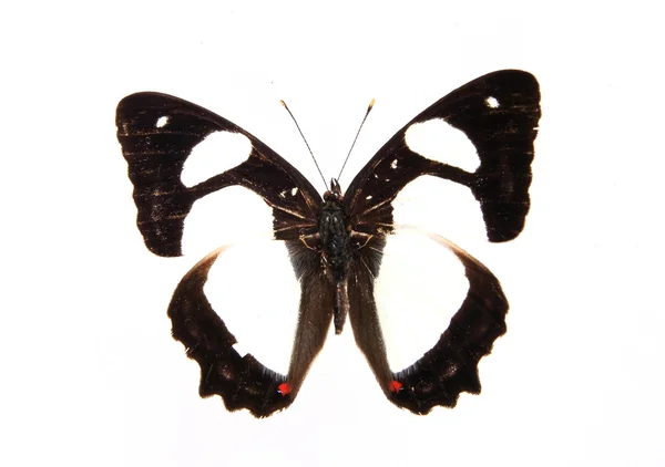 Brauner und weißer Schmetterling — Stockfoto