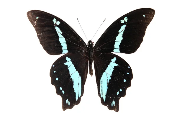 Blå och svart fjäril — Stockfoto