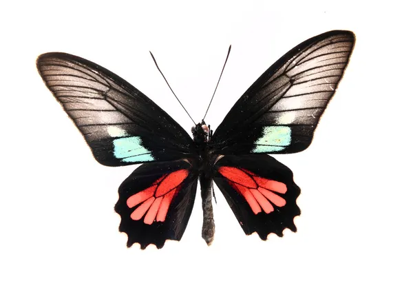 Siyah ve kırmızı kelebek — Stok fotoğraf