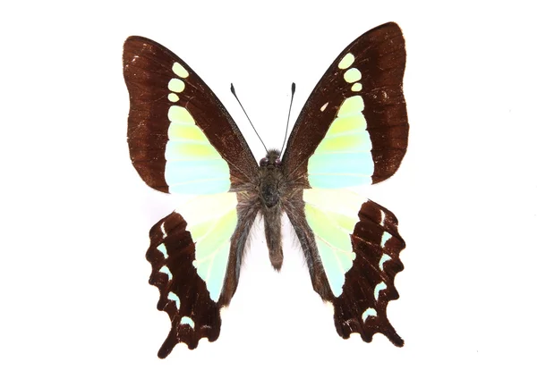 Brauner und grüner Schmetterling — Stockfoto