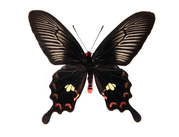 Коричневая и красная бабочка — стоковое фото