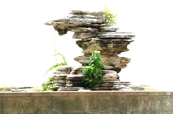 Bonsai di roccia — Foto Stock