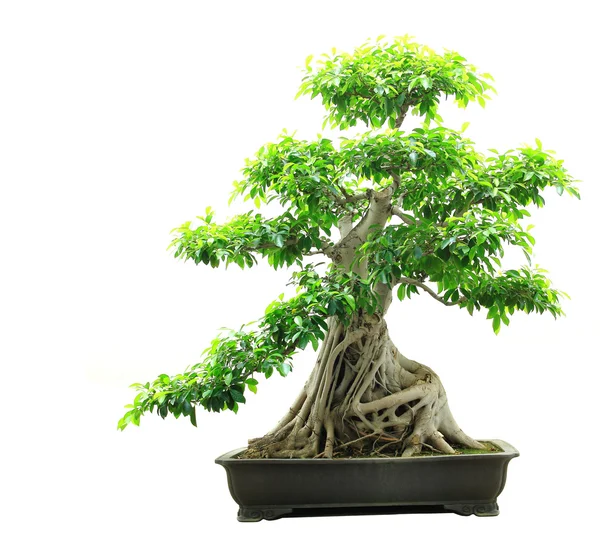 Ficus bonsai — Stock fotografie