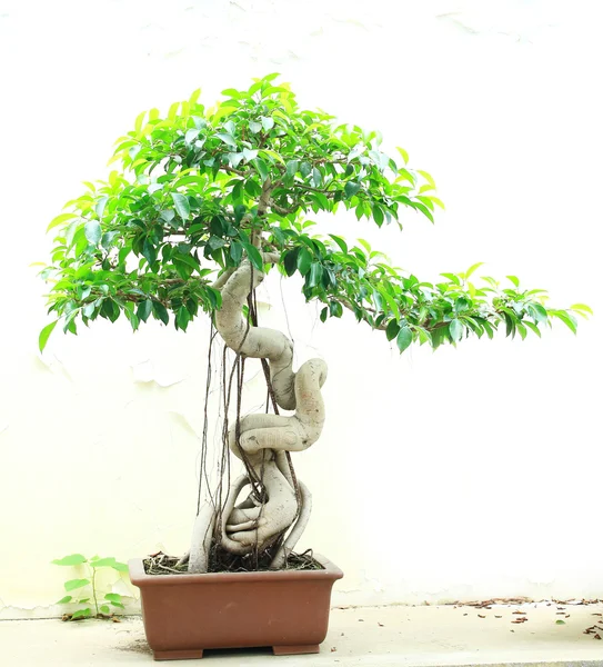 Bonsai Figowiec — Zdjęcie stockowe