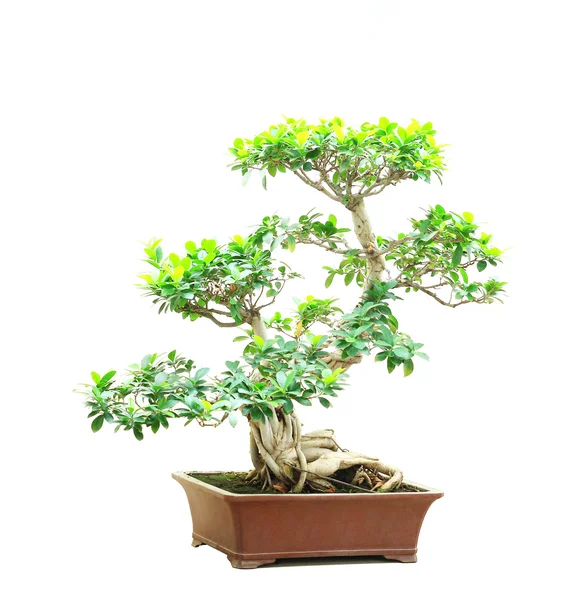 Bonsai Ficus — Photo