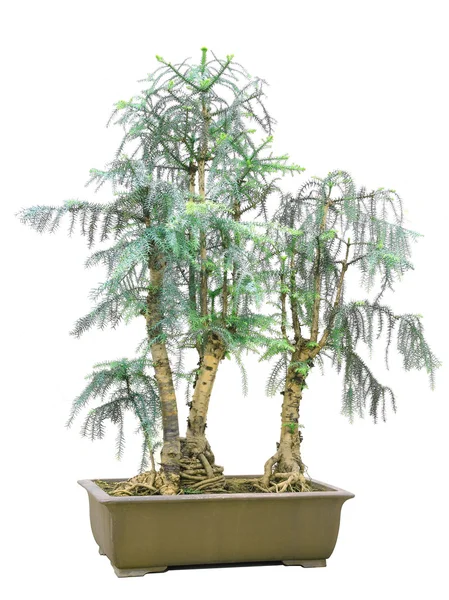 Tree bonsai — Stock Photo, Image