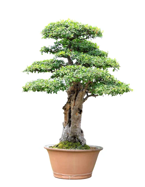 Plum tree bonsai — Stock Photo, Image