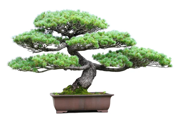 Pine bonsai — Stock Fotó