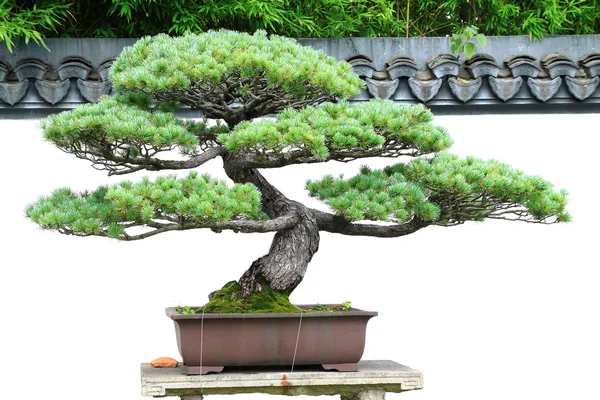 Pine bonsai — Stock Photo, Image