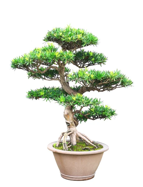 Boom bonsai — Stockfoto