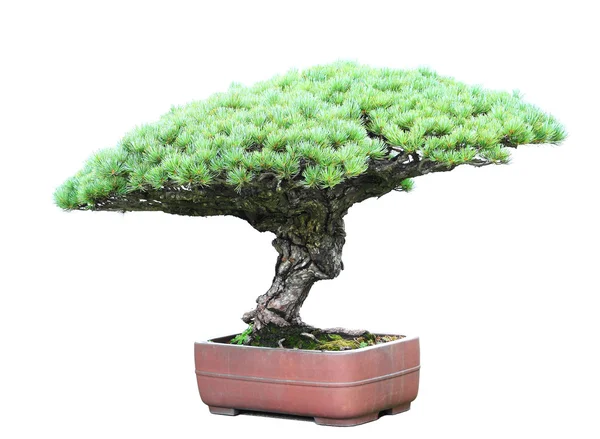 Pine bonsai — Stock Fotó
