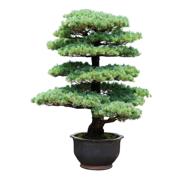 Pine bonsai — Stock Photo, Image