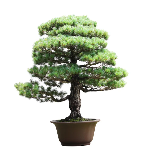 Pine bonsai — Stockfoto