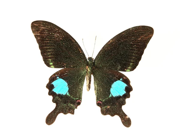 Papillon brun et bleu — Photo