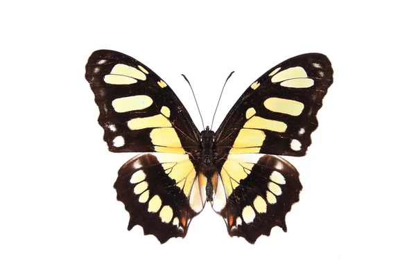 Mariposa marrón y amarilla — Foto de Stock