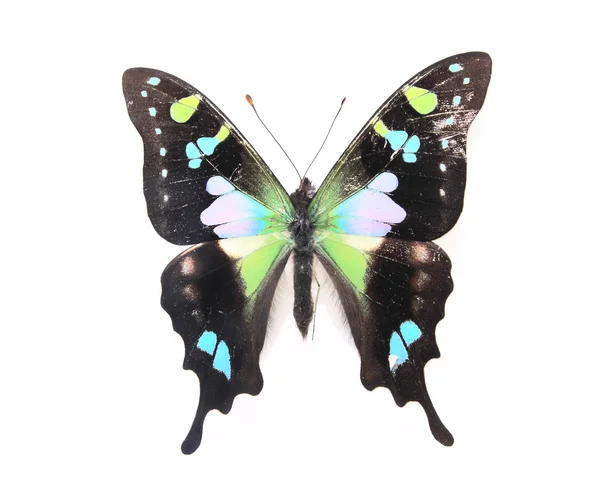 Czarny i zielony motyl — Zdjęcie stockowe