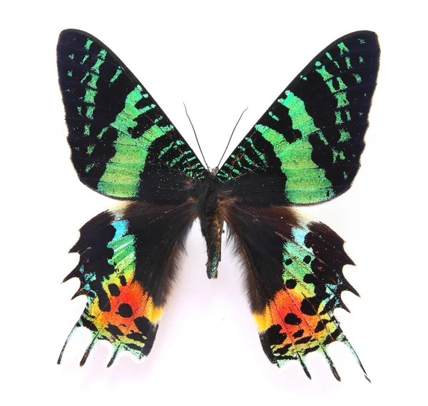 Zwarte en groene vlinder — Stockfoto