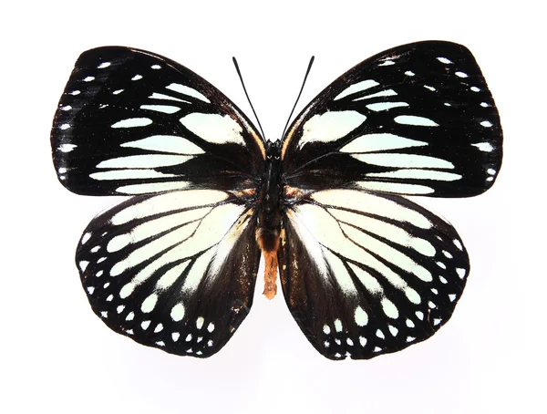 Kahverengi ve beyaz çizgili kelebekler — Stok fotoğraf
