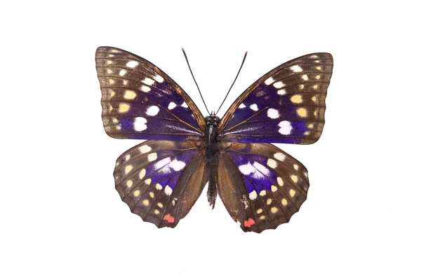Farfalla a strisce marroni e bianche — Foto Stock