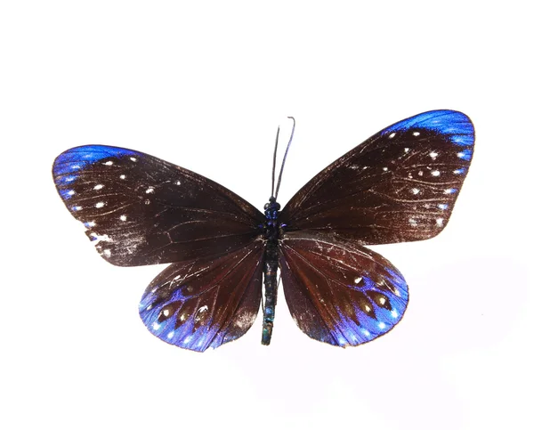 Blauer und schwarzer Schmetterling — Stockfoto