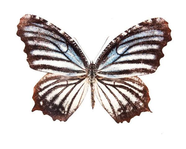 Kahverengi ve beyaz çizgili kelebek — Stok fotoğraf