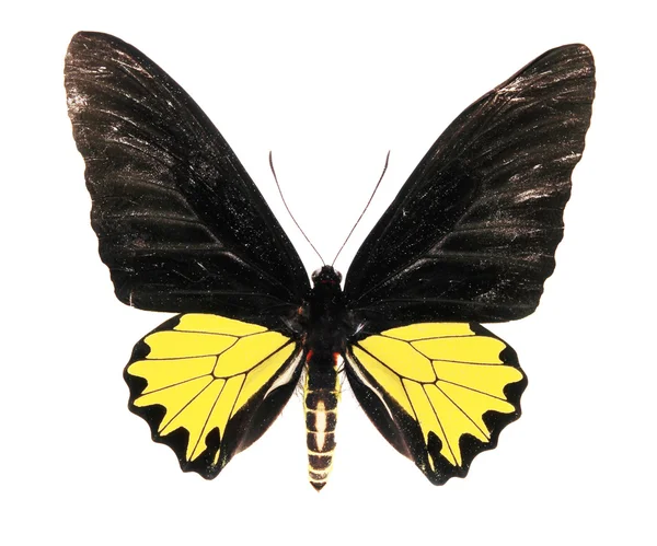 Farfalla nera e gialla — Foto Stock