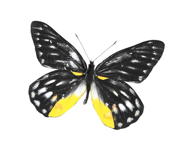 Zwarte en gele vlinder — Stockfoto