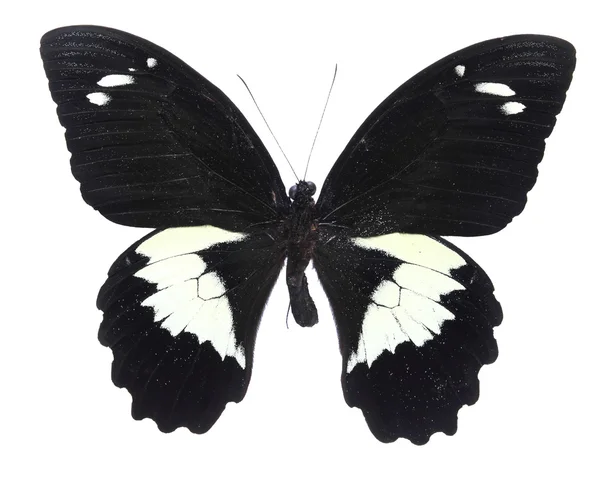 Mariposa blanca y negra —  Fotos de Stock